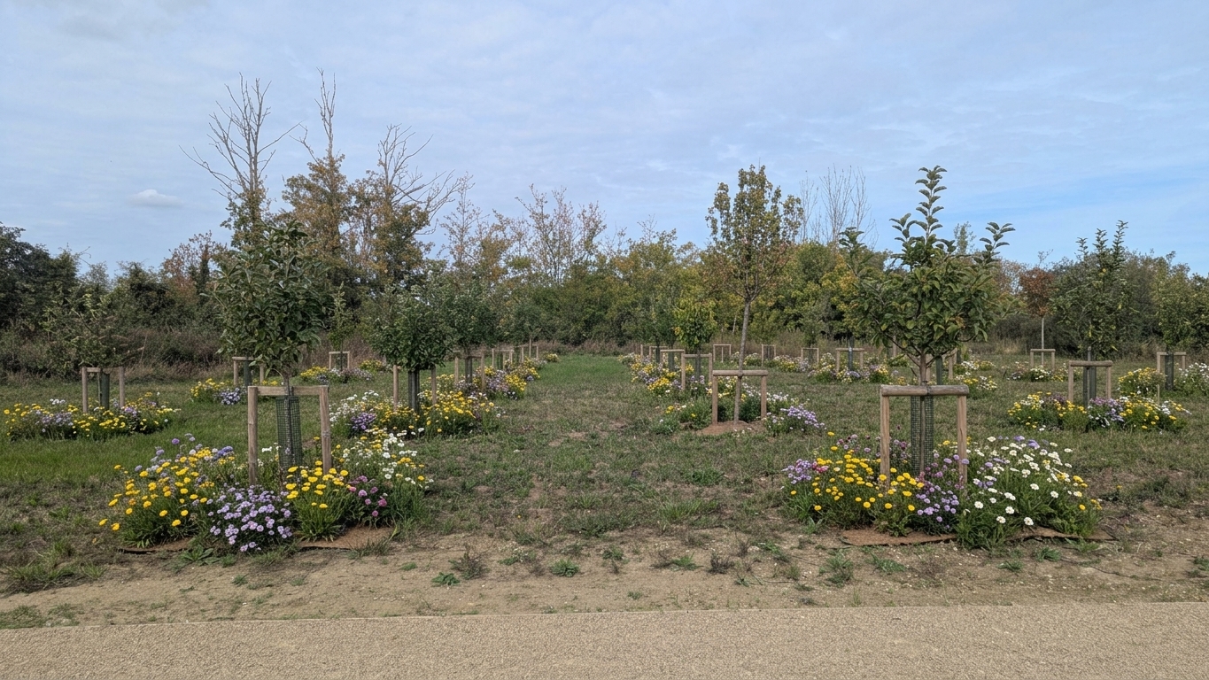 Potential orchard planting space